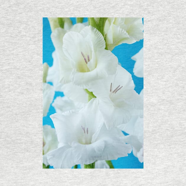 Gladiolus  'White Friendship' by chrisburrows